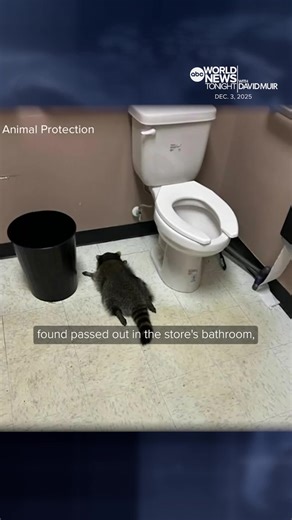 Authorities in Ashland, Virginia, responded to a reported break-in at a liquor store, and soon found the suspect to be a raccoon found drunk at the scene that fell through the ceiling. David Muir reports.