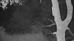 Hadeda Ibis | WildEarth Cam