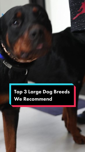 Top 3 Large Dog Breeds We Recommend #dog #labradorretriever #labradorsoftiktok #labradorlover #gsd #germanshepherd #germashepherdpuppy #puppy #rottweiler #rottweilersoftiktok #fyp