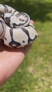 What a beautiful pastel axanthic desert ghost ball python from @performancepythons! 🤍🖤 TRR is made possible by @redlineshipping #pastelaxanthicdesertghost #axanthicballpython #ballpython #ballpythons #ballpythonsofinstagram #pythonregius #royalpython #ballpythonmorph #python #snake #snakesofinstagram #snakelover #reptile #reptiles #reptilesofinstagram #reptilepets #exoticpets #reptilefanatics #reptilephotography #reptilekeeper #herpetology #herpetoculture #thereptilereport #thereptilereportoff
