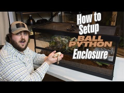 How to Setup Ball Python Enclosure