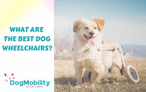 6 Best Dog Wheelchairs in 2022: Full, Front & Rear Support