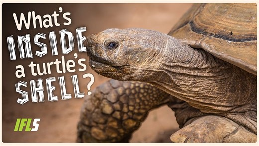 What Is Inside A Turtle's Shell?
