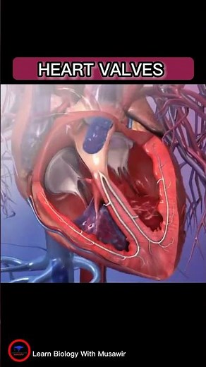 Heart 🫀 Valves Short overview - #cardiology