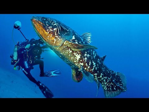 [Living fossils] Strange ancient creatures living in the present day