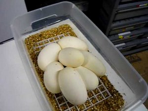 Setting Up Ball Python Eggs #3 of 3