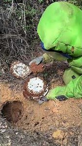 Massive Soil Hornet Hive Discovered in Forest #gianthornets #hornetnestremoval #77