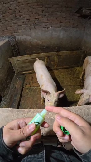 3 Ways to Raise Pigs for BIG Farmhouse Profits! 🐷💰 Want to turn pig farming into a highly profitable business? In this video, we’ll show you three powerful ways to raise pigs in a farmhouse setting and maximize your earnings. Whether you’re just starting out or already farming, these practical tips will help you boost your farm’s profitability while ensuring your pigs grow healthy and strong. We’ll cover: ✅ The best pig breeds for fast growth and high returns ✅ Feeding strategies to cut costs 