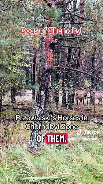 Every once in a while, we spot some Przewalski’s Horses in the Chornobyl zone. This particular day we got extremely close and were able to admire their beauty. ##przewalski##dogs##horse##amazing##beauty