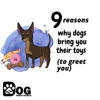 9 Reasons Why Dogs Bring You Their Toys (To Greet You)