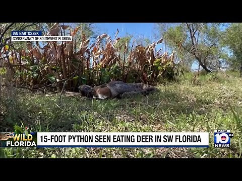 Florida scientists discover a Burmese Python that swallowed a 77 pound deer