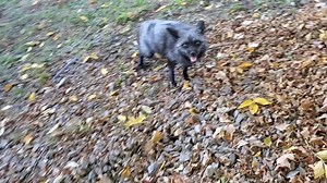 66K views · 10K reactions | Happy fall  foxes 力 FINNEGAN FOX MUTTIAS DIXIEDO | Saveafox Corporation | Facebook