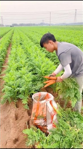 Carrot Harvesting and Packaging Techniques EASILY #farmingtech