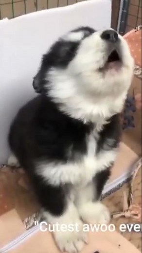 This Baby Husky Howling and Barking Like Crazy Is the CUTEST Thing Ever!