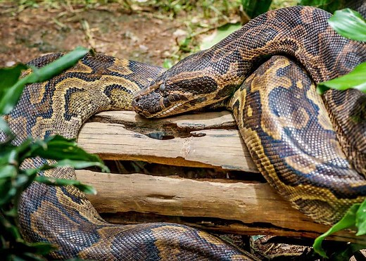 31 African Rock Python Facts (Both Species) Africa's Largest Snake | Storyteller Travel