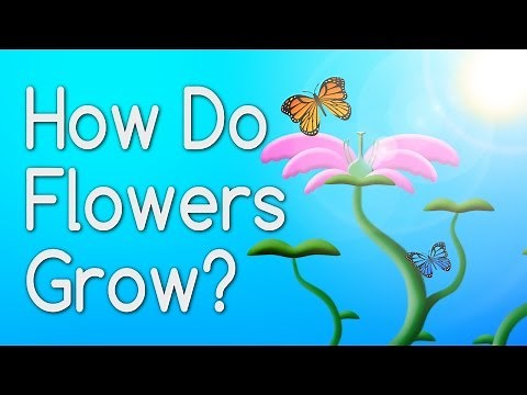 How Do Flowers Grow From Seeds?
