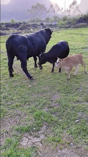 The life of a brother who raises cows, a friend who likes to raise cows# 390