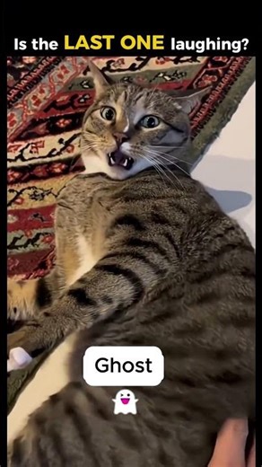 TRY NOT TO LAUGH! Cats making the funniest noises #cat #cats #funnycats #pets