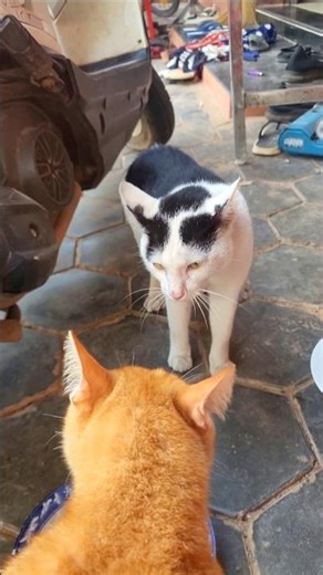 Bull Male Cats Make Unusual Sounds During Showdown! 😼🎤#catlife #petlife #pawandhoofmoments