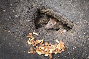How Do Rats Get Through Small Spaces?