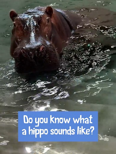 Hippo Sounds: Communication and Behavior Explained