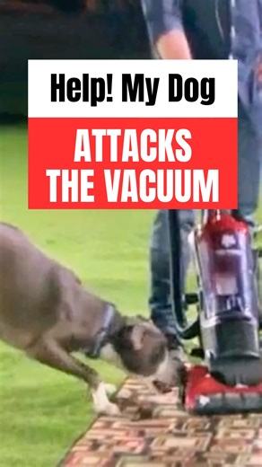 102K views · 1.2K reactions | Does your dog attack the vacuum? How do you handle it? In this video, I'll show you how to help your dog get into a calmer state around vacuums. 律‍♂️ | Cesar Millan | Facebook