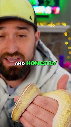 Ball Pythons: Belly Heat is EVERYTHING!