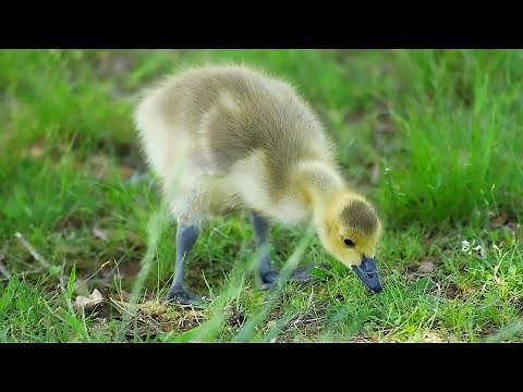Baby Geese