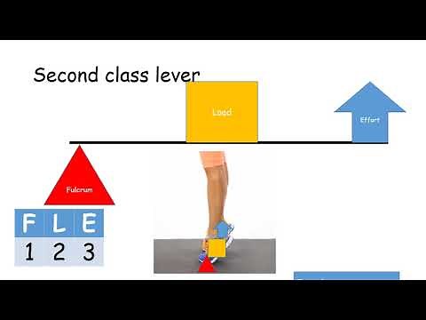 Levers - GCSE PE