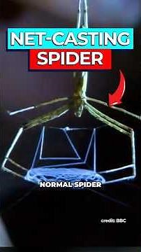 Scientists Discover Secret to Stretchiest Spider Silk