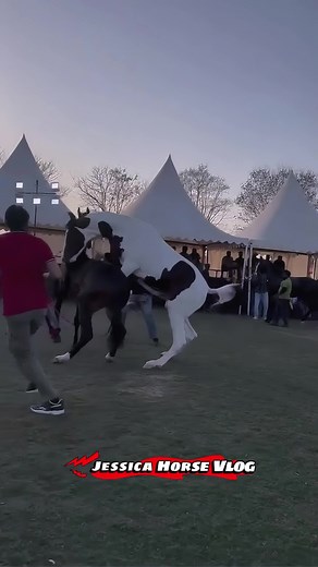 White Male Horse Breeding Techniques Explained