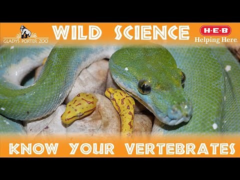 WILD SCIENCE- Classifying Vertebrates