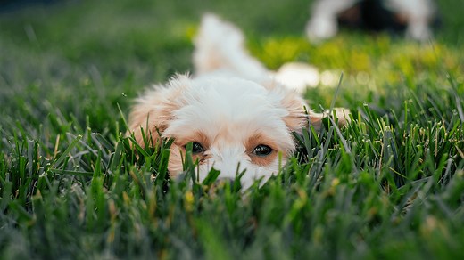 Best Tiny Puppies for Sale — Family-raised Pups