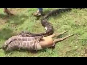 Big Snake(python) Swallows the Whole Deer