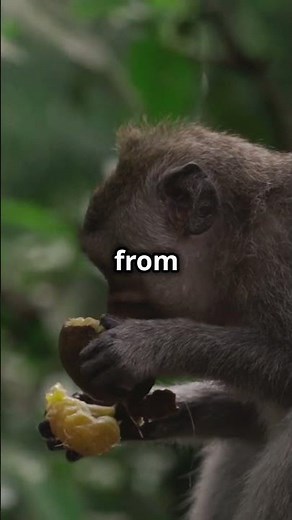 Kinkajou: The Nocturnal Mammal with an Adorable Gaze