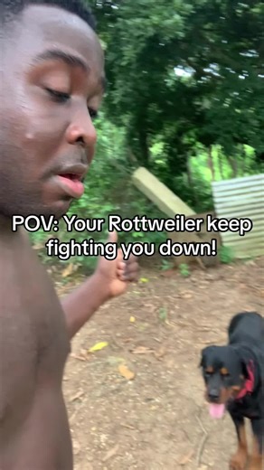 Understanding the Behavior of Rottweilers: A Guide for Dog Lovers