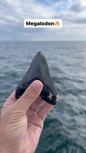Megalodon teeth are one of the most sought-after fossils in the world due to their impressive size and intimidating appearance. These teeth can measure over 7 inches (18 cm) in length, making them one of the largest shark teeth ever discovered. In fact, megalodon was one of the largest predators to ever swim in the ocean, with an estimated length of up to 60 feet (18 meters). Despite being extinct for millions of years, megalodon teeth can still be found today, particularly in areas where the sh