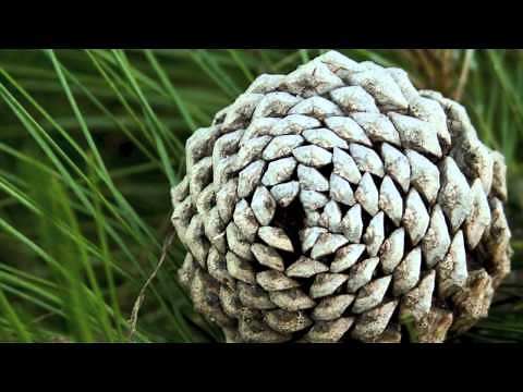 Fibonacci Sequence in Nature
