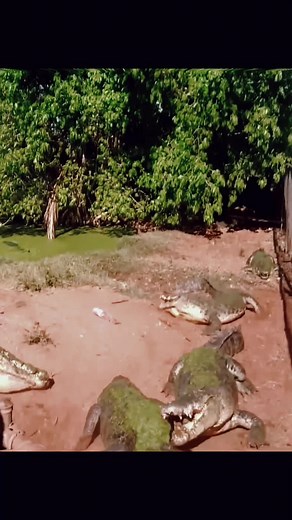 😱#wildanimals #crocodile #animals #wildlife
