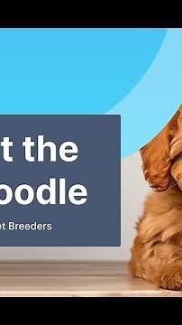 Everything About Cavoodle in 60 Seconds | Cavoodle Facts and Care Tips