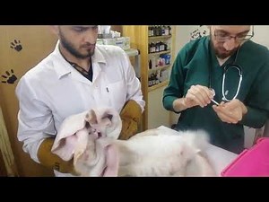 a very angry and aggressive cat in the clinic