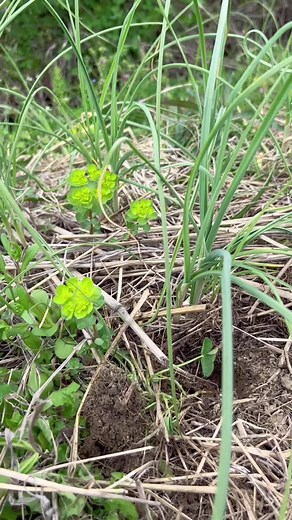 ノビルの簡単で美味しい食べ方 | ヌタ和えレシピ | #日本酒相性抜群
