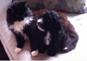 Are Cockapoos Good With Cats? (Our Personal Experience)