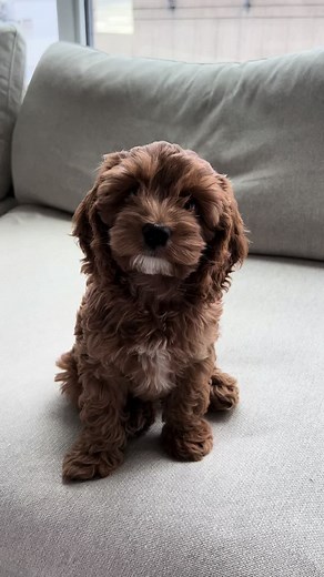 Ellie the Cockapoo on TikTok