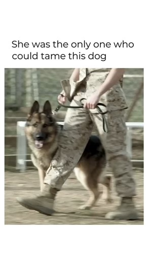 Extrovert Vibe on Instagram: ""Megan Leavey" (2017) 🐾🇺🇸 An emotionally powerful biographical drama based on the true story of Megan Leavey, a U.S. Marine corporal, portrayed by Kate Mara. The film follows Megan's remarkable bond with Rex, a highly trained military combat dog. Together, they complete over 100 missions in Iraq, detecting IEDs and saving countless lives. When Rex is retired due to injury, Megan fights tirelessly to adopt him and ensure his well-deserved peaceful life. Directed b