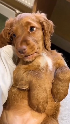 So cute cocker spaniel videos😍 | Cocker Spaniel World