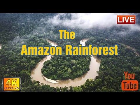 Exploring the Amazon Rainforest and Mighty Amazon River | 4K Documentary