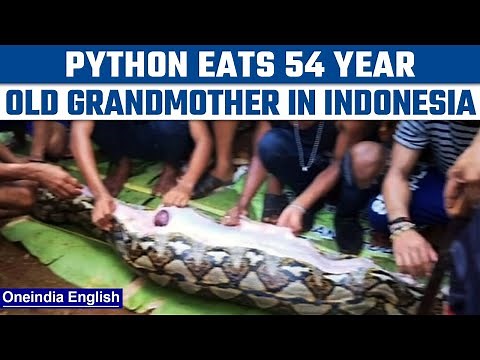 Massive python eats elderly woman in Indonesia, pics of the snake go viral | Oneindia News *News