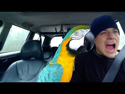 The FUNNIEST Parrots 🦜 🤣 Best Compilation