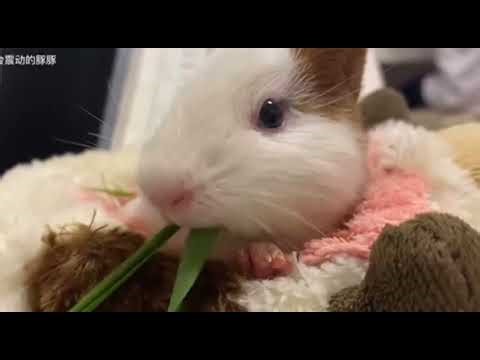 "Watch This Guinea Pig Get SO Excited for Snacks 😍"